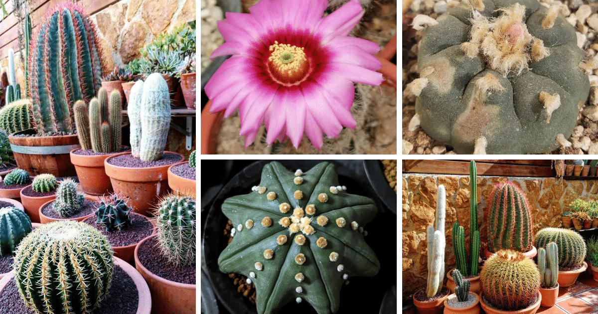 Rare Cactus That Will Change Your Perception of Plant Life