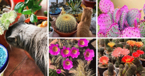 Spiky Beauties: Why Cacti Aren't Safe for Your Furry Friends
