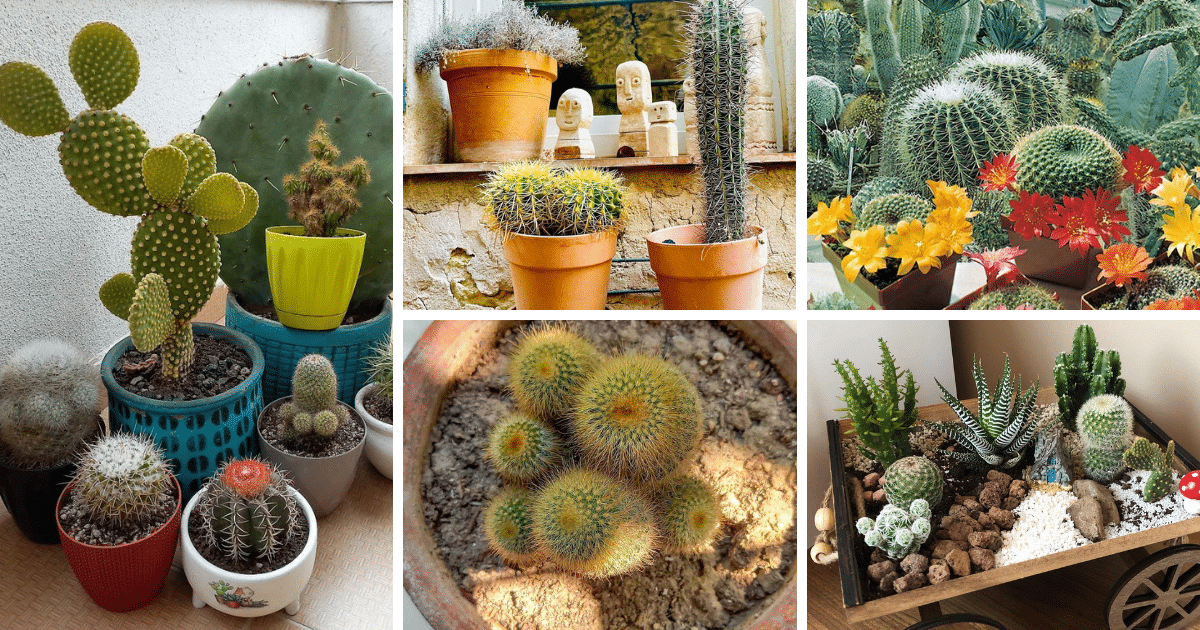 The Best Types Of Cacti For Beginners To Grow At Home