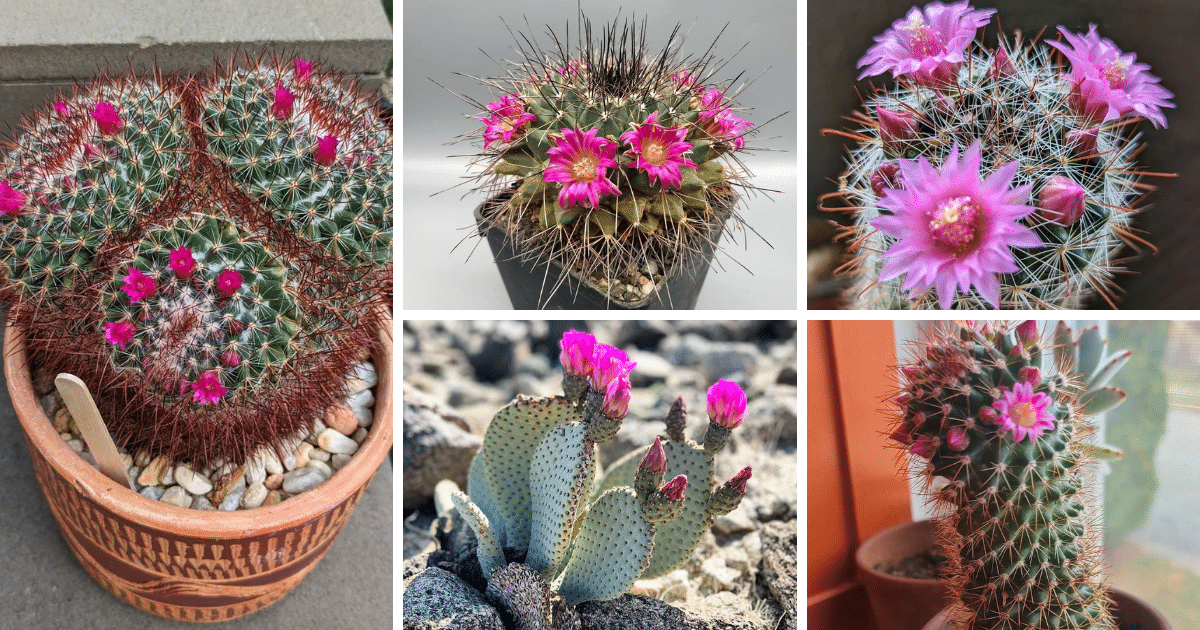 The Hidden Dangers Of Cactus Plants Revealed