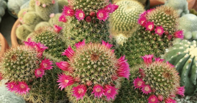 The Lazy Person’s Guide To Cactus Care