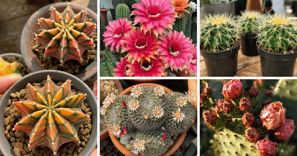 The Ultimate Guide To Growing A Healthy And Beautiful Cactus Garden