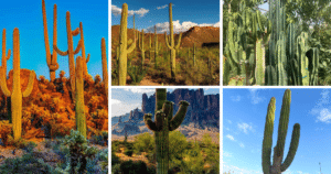 The Ultimate Guide To The Largest Cactus Collection On The Planet