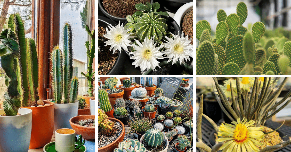 The top 5 Most Instagram-Worthy Cactus Species