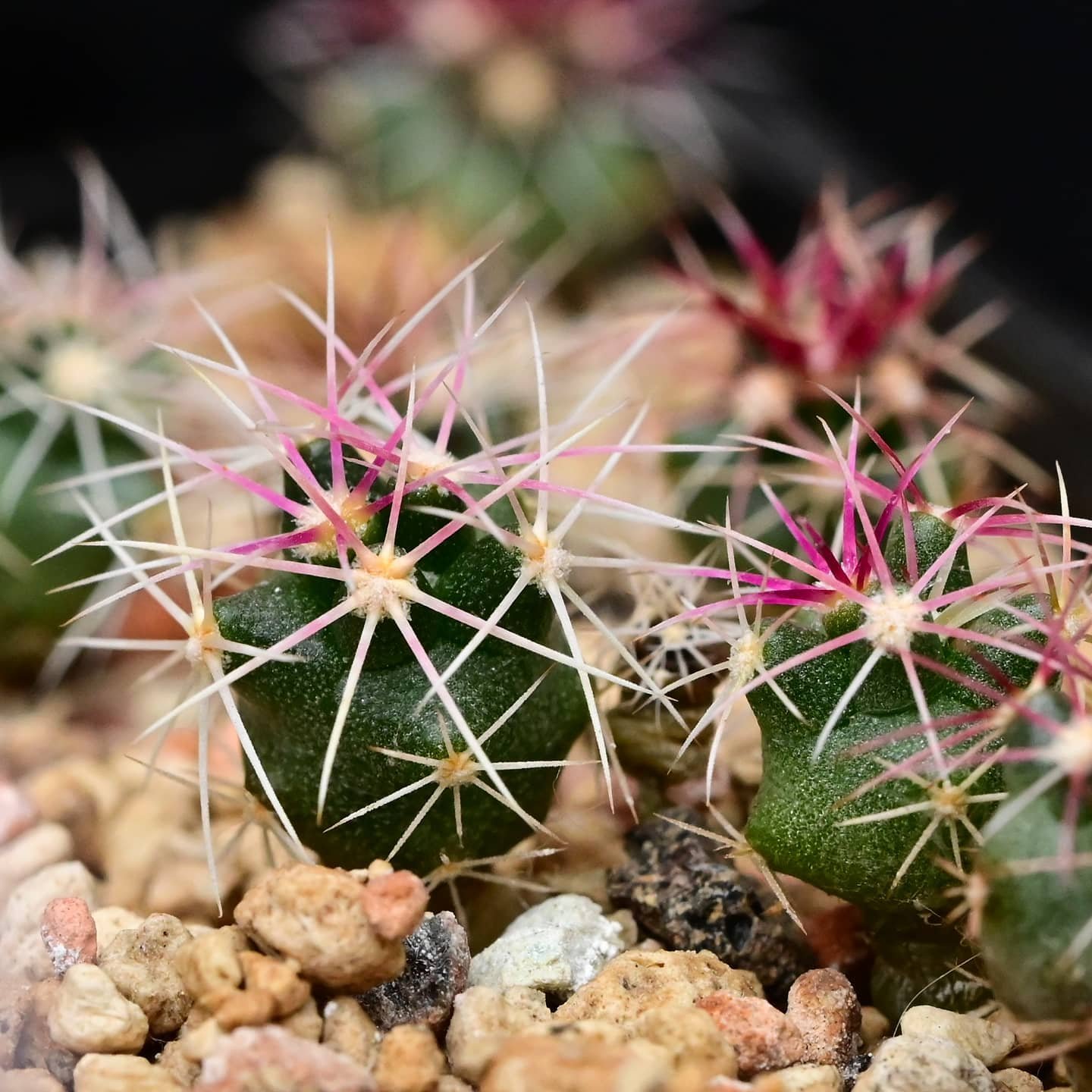 Thelocactus Bicolor var. Schottii, demonstrating ribbed structure and radiant spines