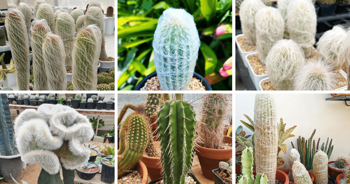 Top 10 Most Popular Types Of Cephalocereus Pictorial Guide