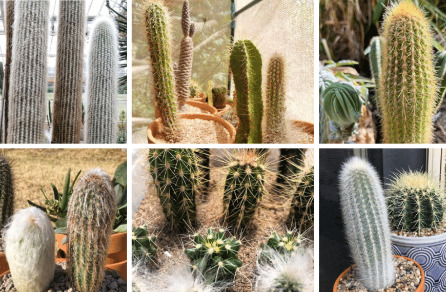 Top 11 Most Popular Types Of Espostoa Pictorial Guide