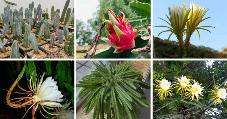 Top 11 Most Popular Types Of Hylocereus Pictorial Guide