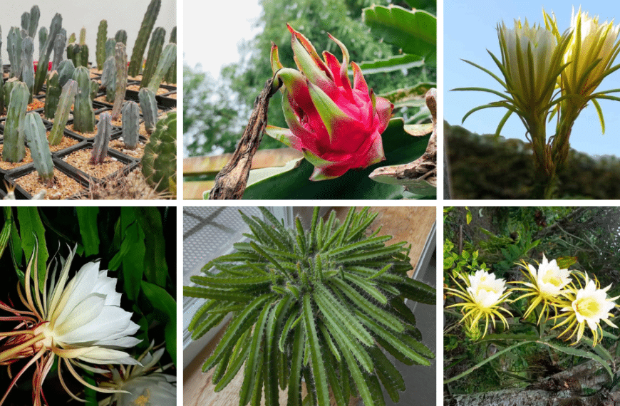 Top 11 Most Popular Types Of Hylocereus Pictorial Guide