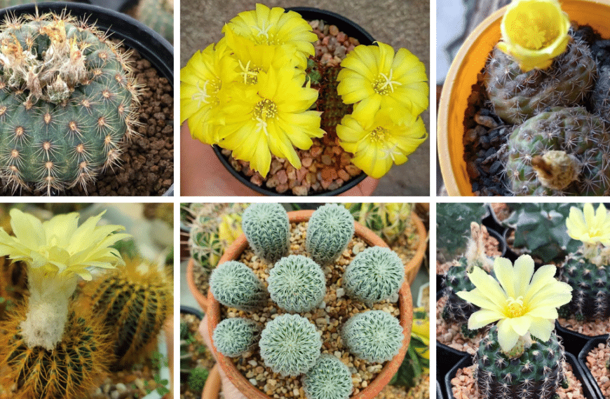 Top 12 Most Popular Types Of Frailea Pictorial Guide