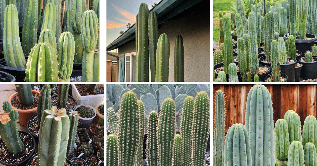 Top 27 Most Popular Types Of Trichocereus Pictorial Guide