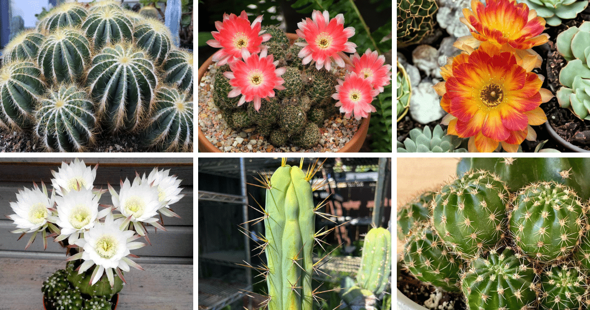 Top 30 Most Popular Types Of Echinopsis Pictorial Guide