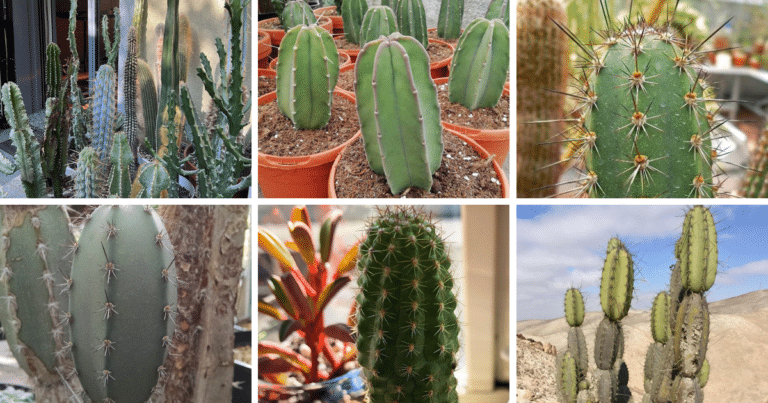 Top 6 Most Popular Types Of Armatocereus Pictorial Guide