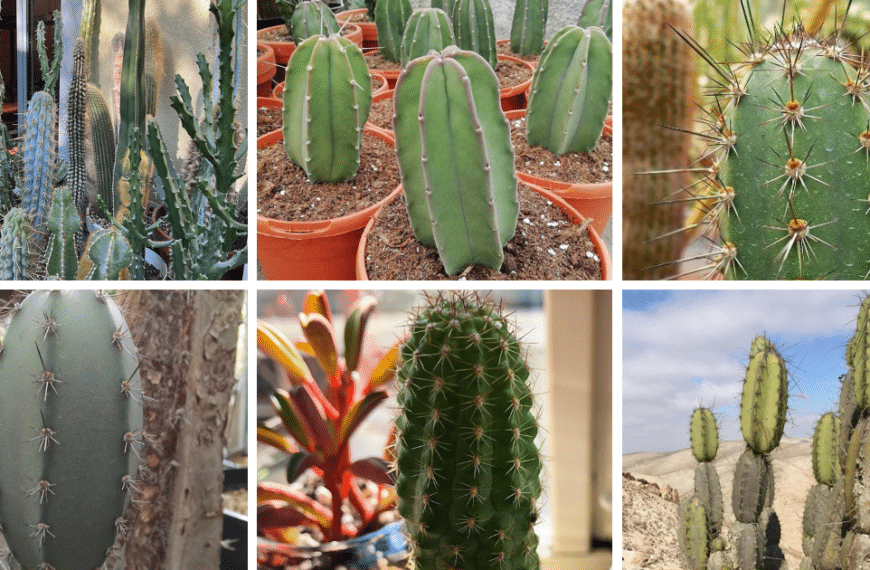 Top 6 Most Popular Types Of Armatocereus Pictorial Guide