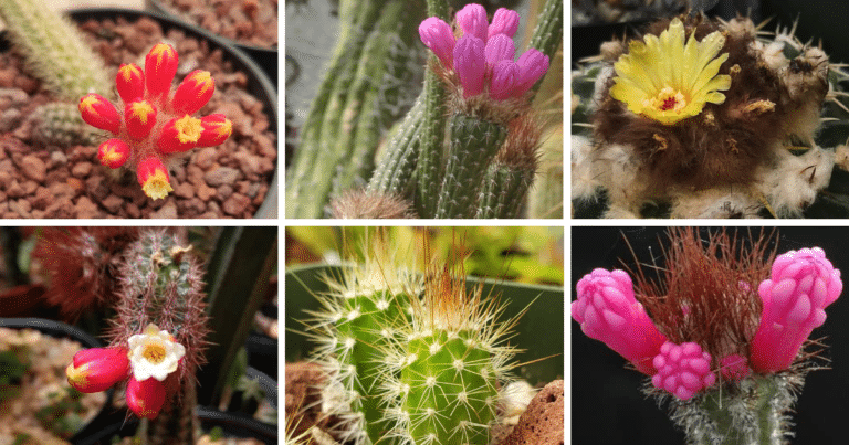 Top 6 Most Popular Types Of Arrojadoa Pictorial Guide