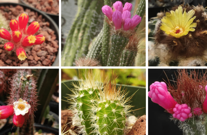 Top 6 Most Popular Types Of Arrojadoa Pictorial Guide