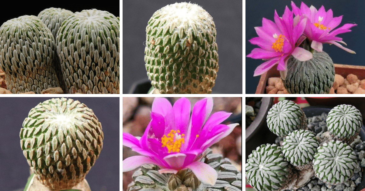 Top 6 Most Popular Types of Pelecyphora Pictorial Guide
