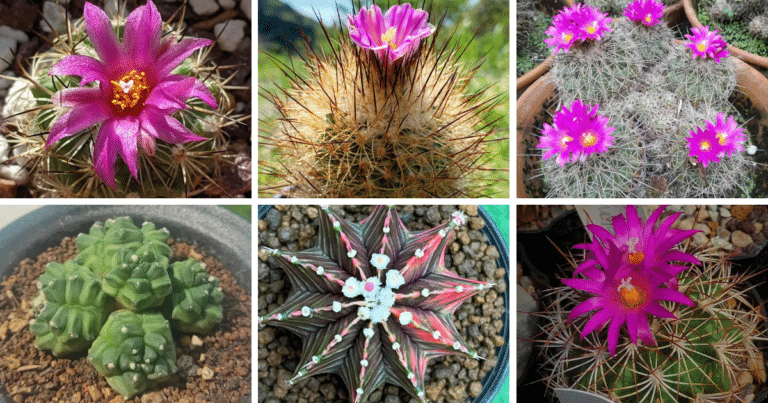 Top 8 Most Popular Types of Gymnocactus Pictorial Guide