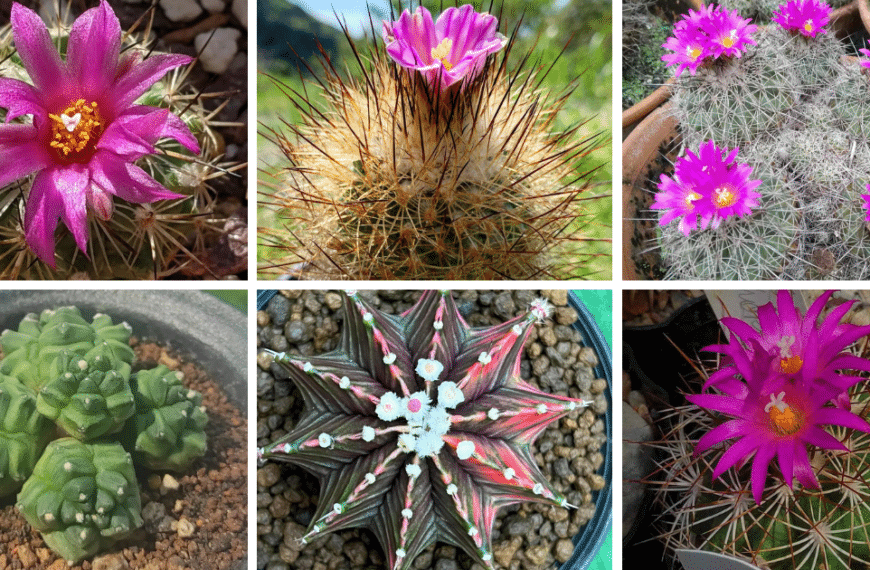 Top 8 Most Popular Types of Gymnocactus Pictorial Guide