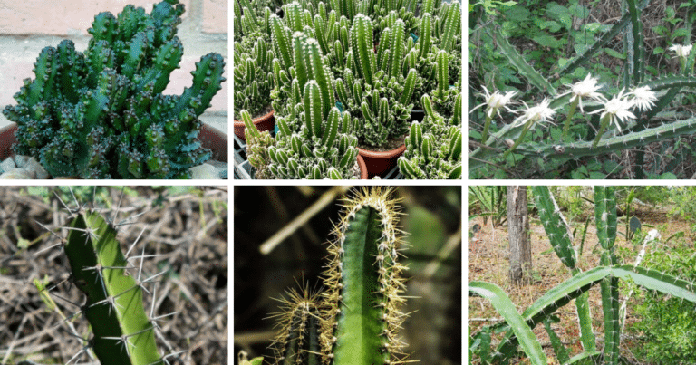 Top 9 Most Popular Types Of Acanthocereus Pictorial Guide