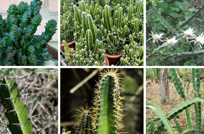 Top 9 Most Popular Types Of Acanthocereus Pictorial Guide