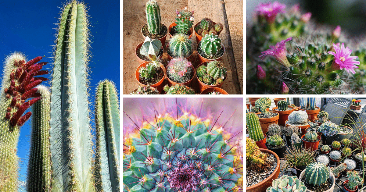 Unbelievable Benefits Of Cactus Plants That Will Leave You Amazed!