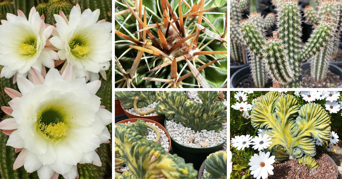 Why Cactus Plants Are The Perfect Addition To Your Home Décor