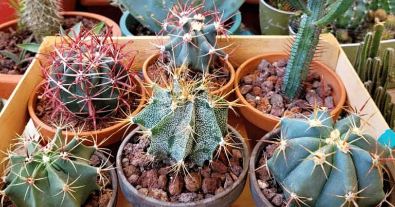Why You Should Water Your Cactus Less Often