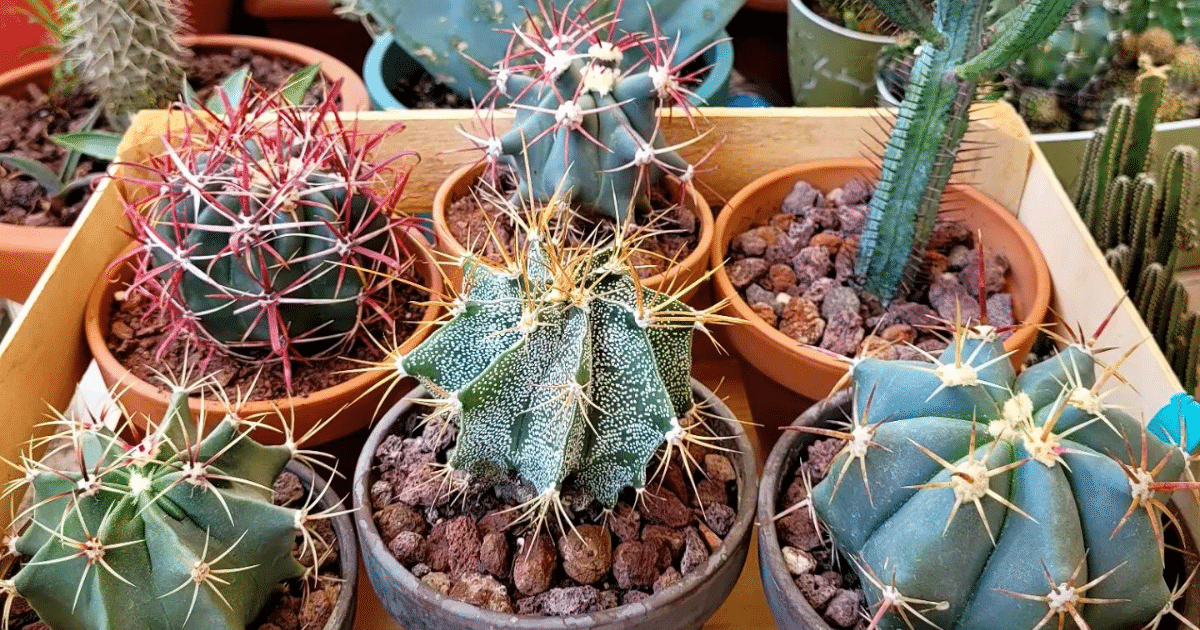 Why You Should Water Your Cactus Less Often
