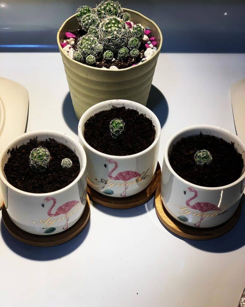 How To Propagate Cactus Plants In 5 Simple Steps