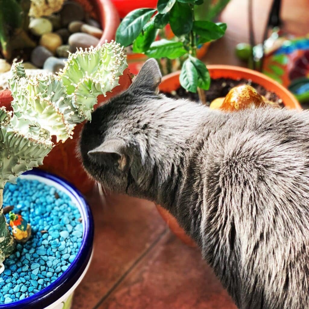 Spiky Beauties: Why Cacti Aren't Safe For Your Furry Friends