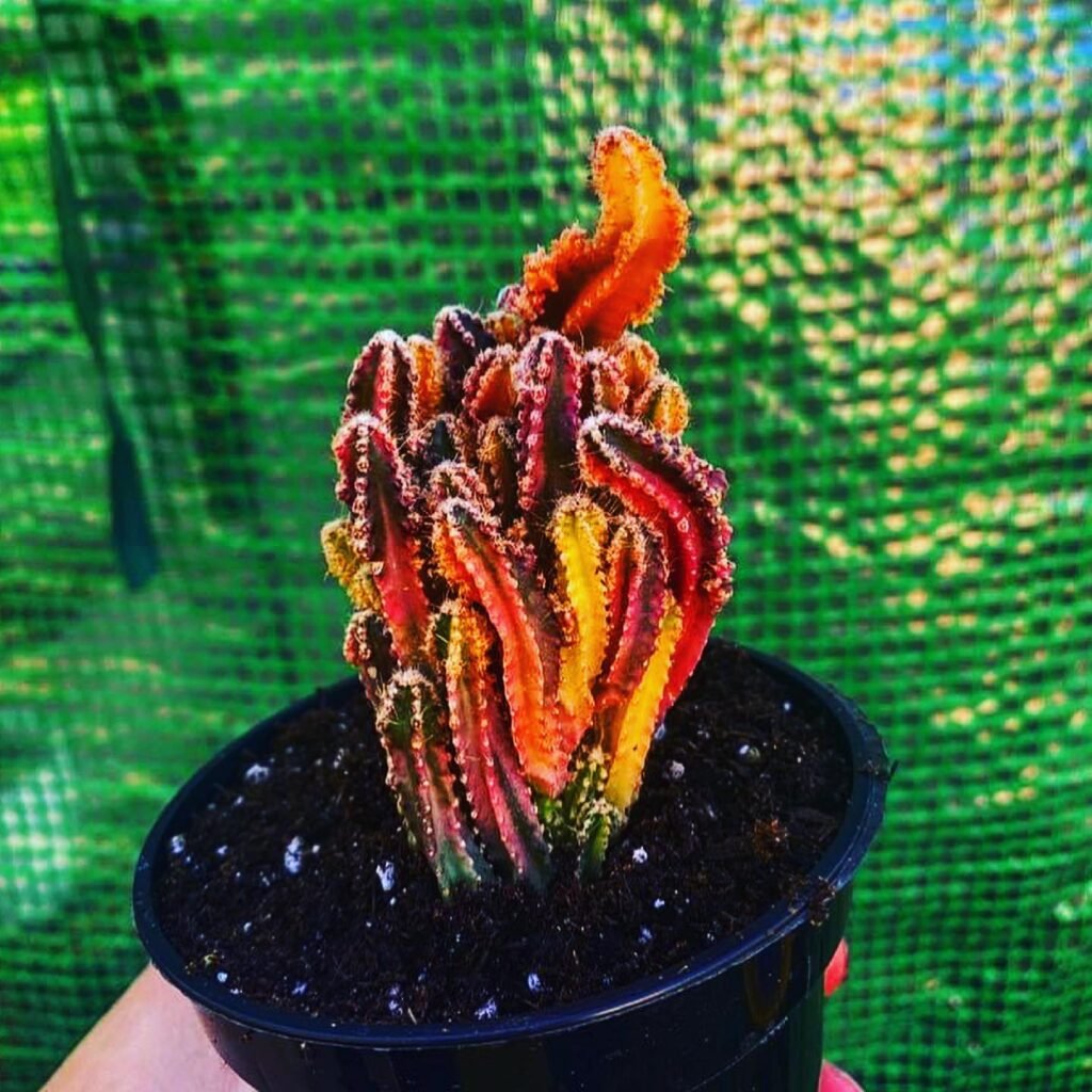 Top 5 FAQ And Answers For Cactus Not Safe For Pets