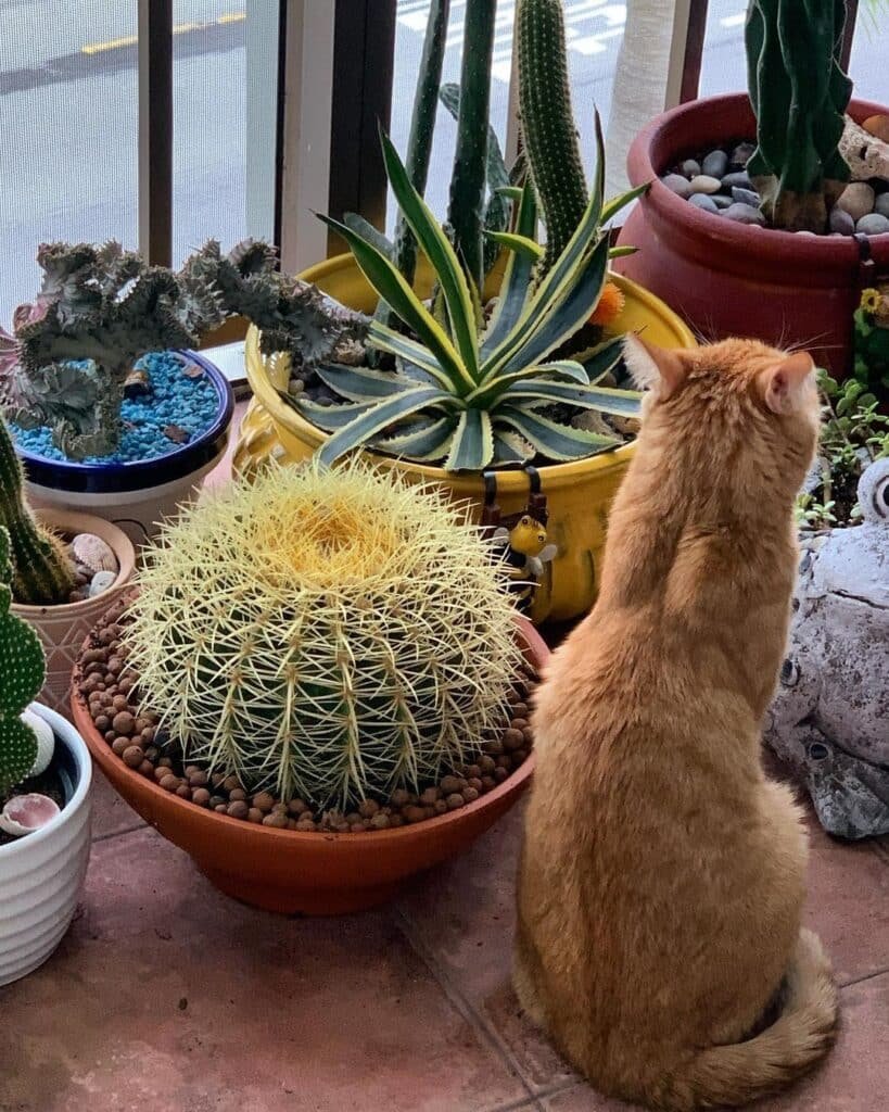 Top 10 Interesting Facts About Cactus Not Safe For Pets