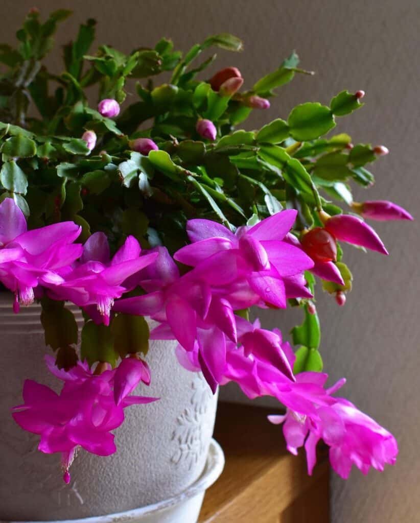 Christmas Cactus