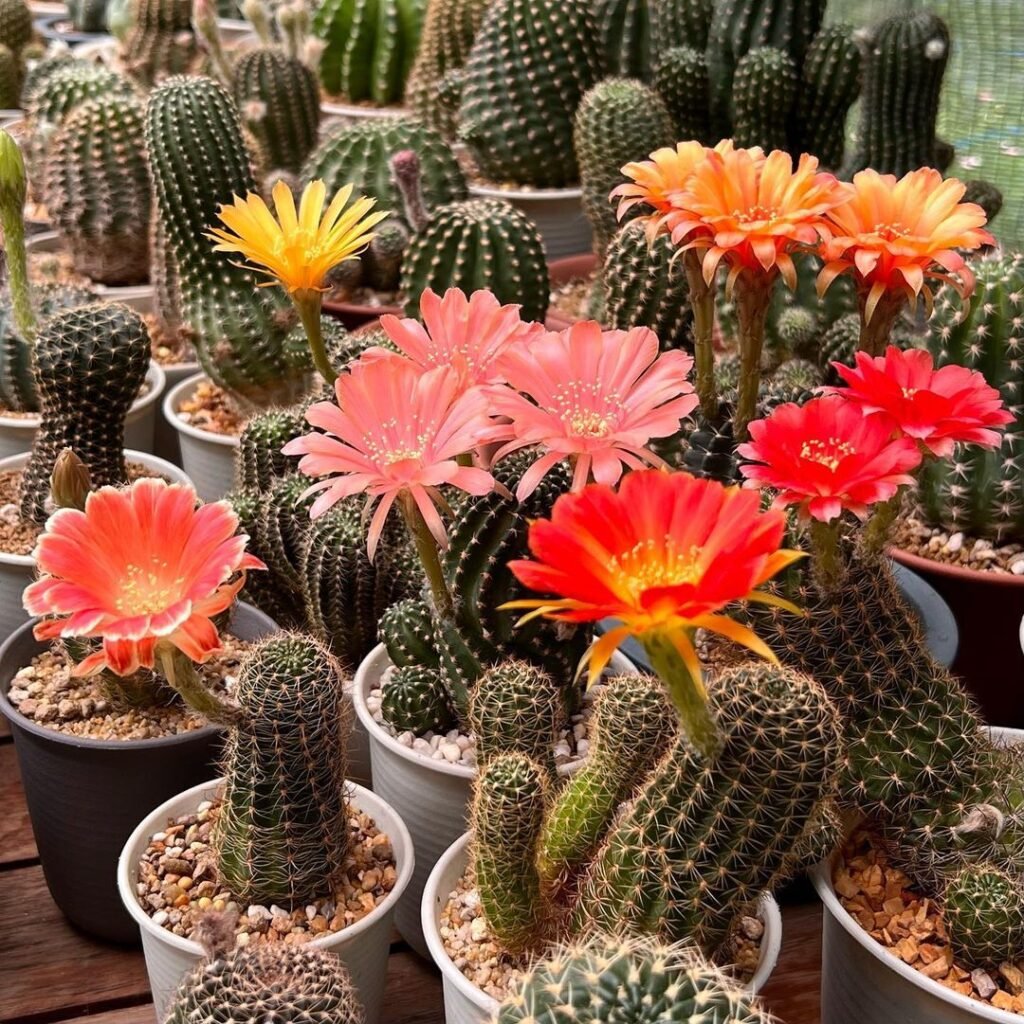 Top 5 FAQ And Answers For Cactus Not Safe For Pets