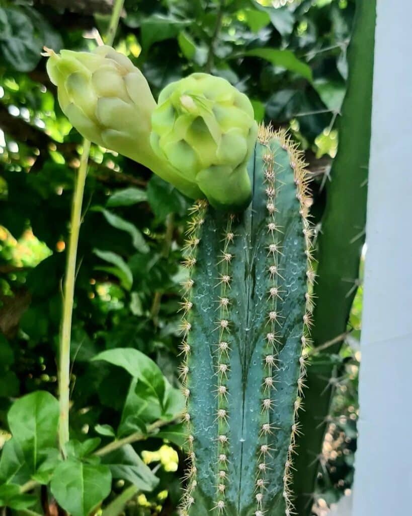 How To Grow And Care For Cactus Not Safe For Pets