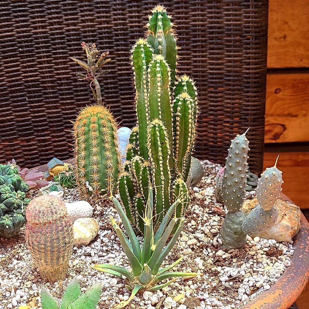 How To Grow And Care For Cactus Not Safe For Pets