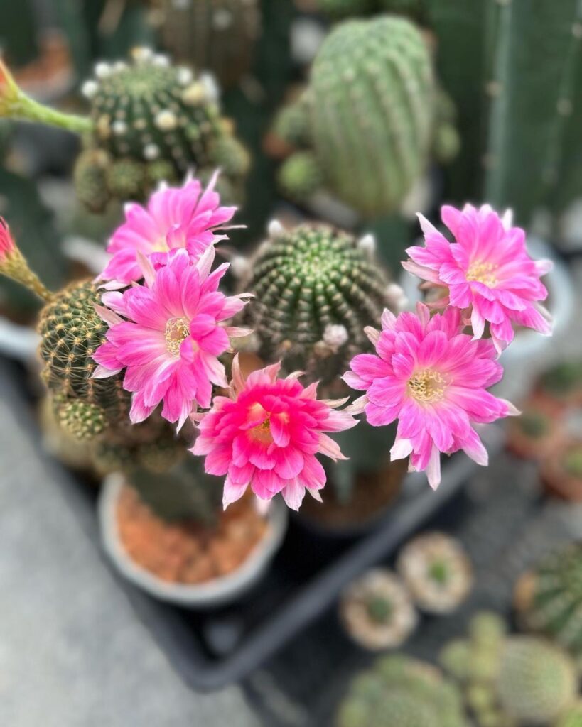 Top 5 FAQ And Answers About 10 Unusual Uses For Cactus Plants You Never Knew