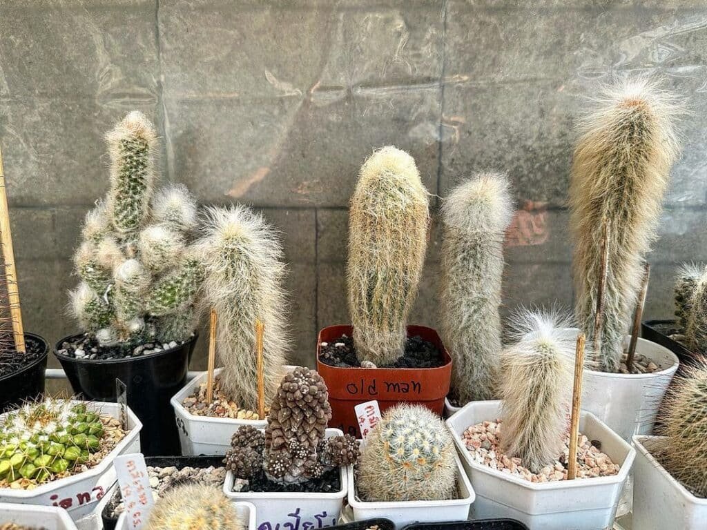 Old Man Cactus