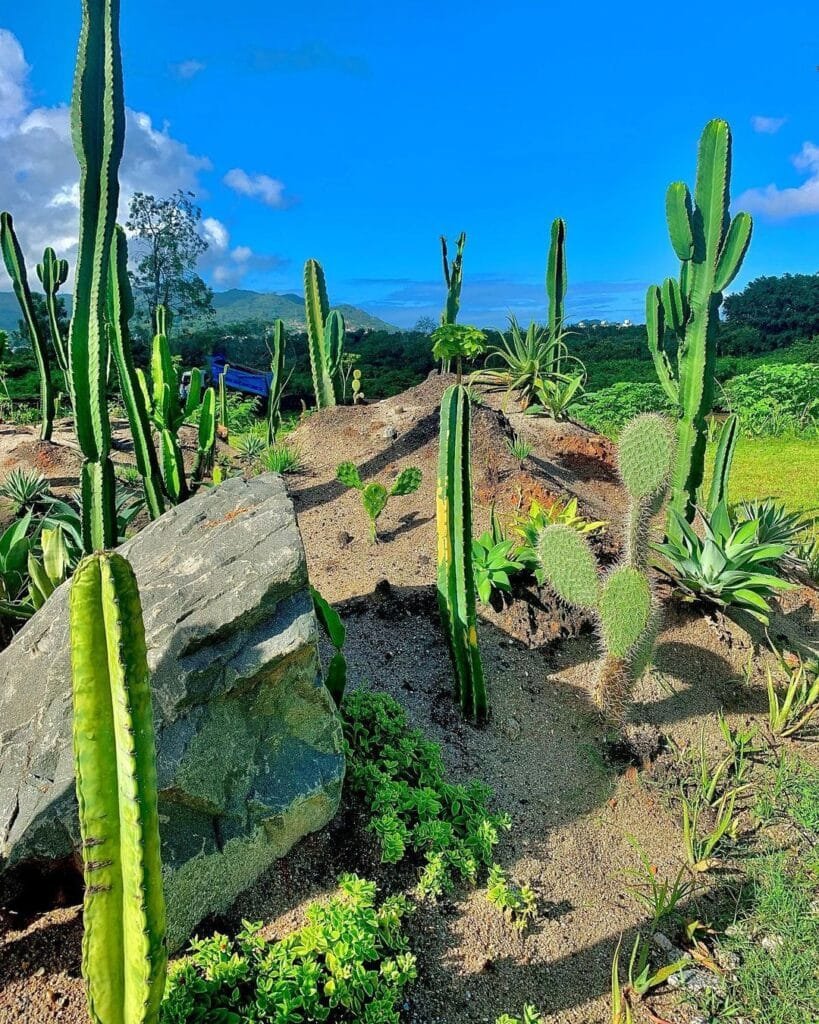 Top 10 Interesting Facts About Exotic Cactus Plants