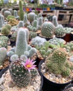 10 Unusual Uses For Cactus Plants You Never Knew