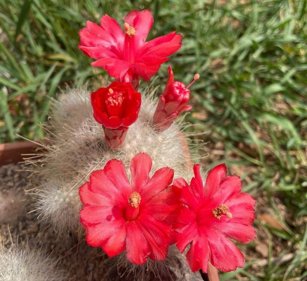 How To Grow And Care For 10 Exotic Cactus Plants