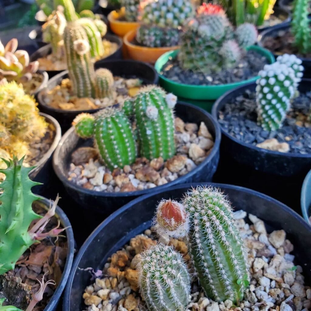 How To Propagate Cactus Plants In 5 Simple Steps