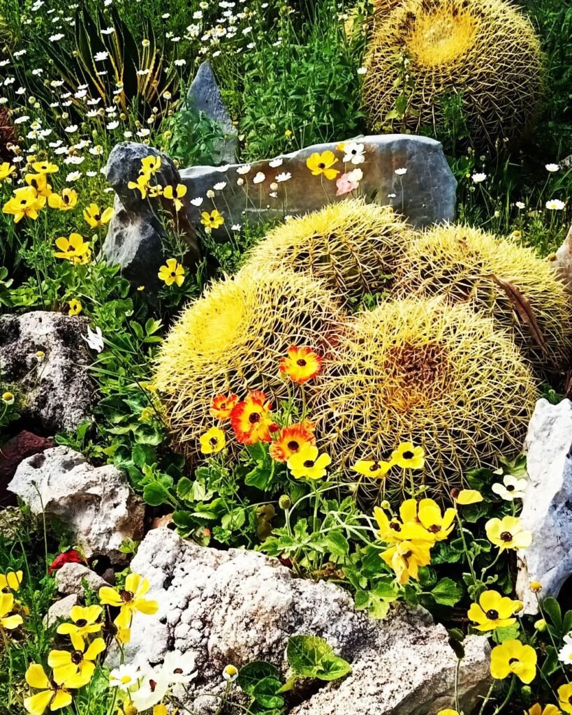 Top 5 FAQ And Answers For Exotic Cactus Plants