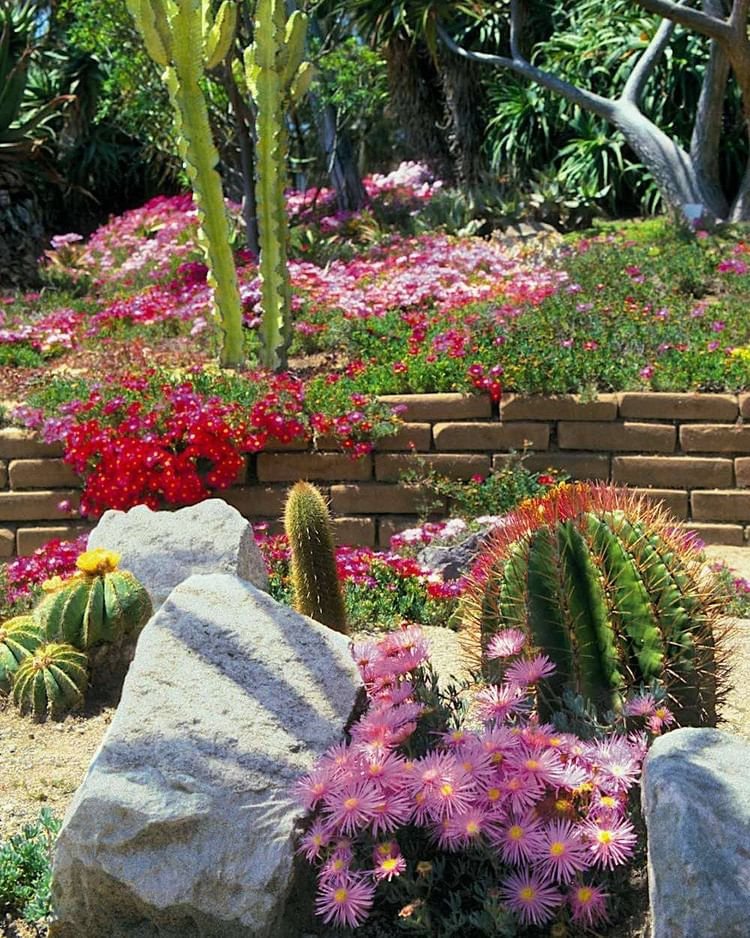 Top 5 FAQ And Answers For Exotic Cactus Plants
