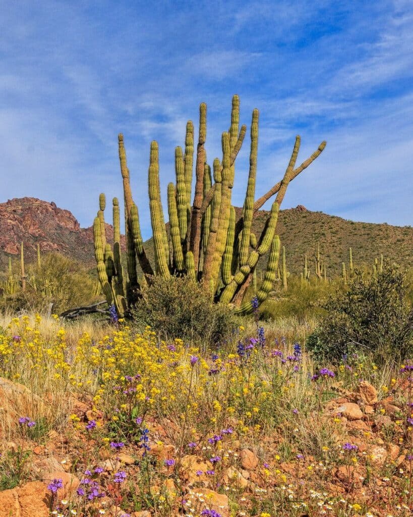Organ Pipe Cactus