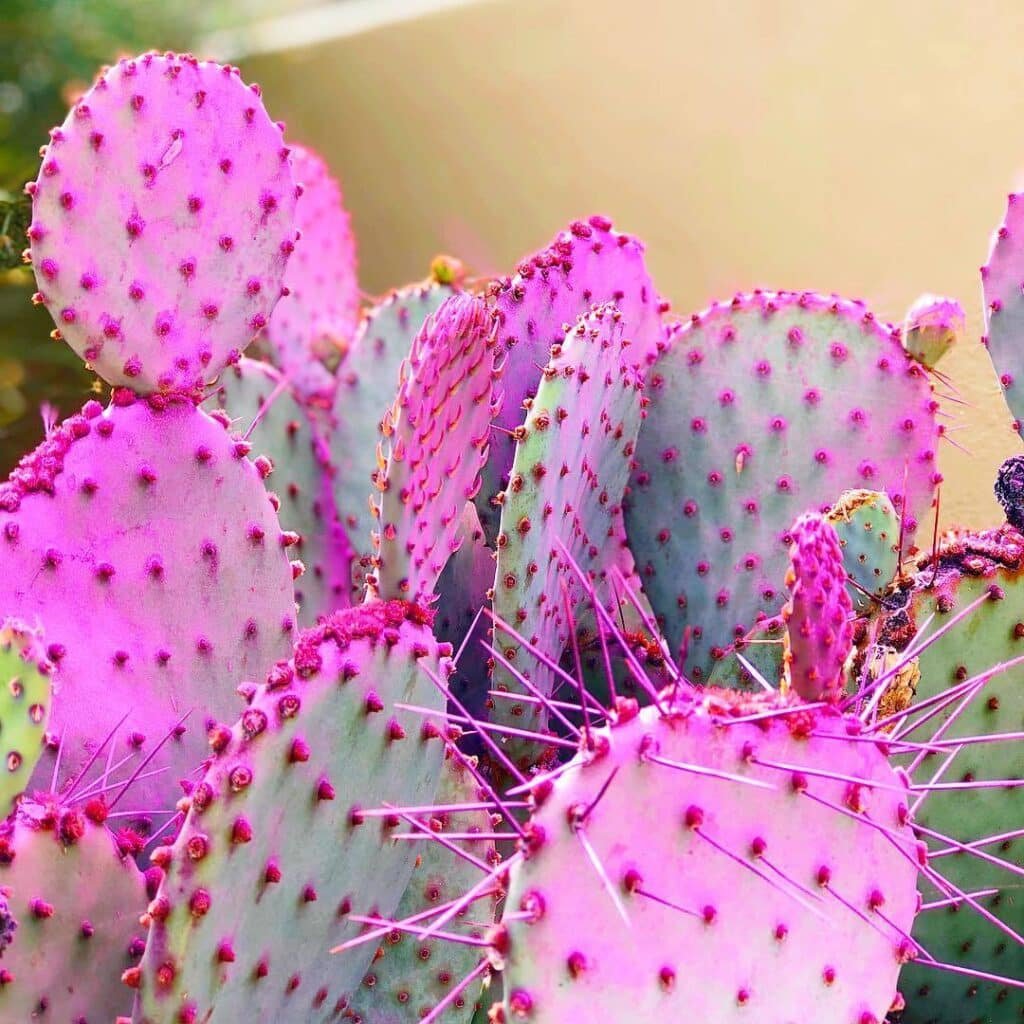 Spiky Beauties: Why Cacti Aren't Safe For Your Furry Friends