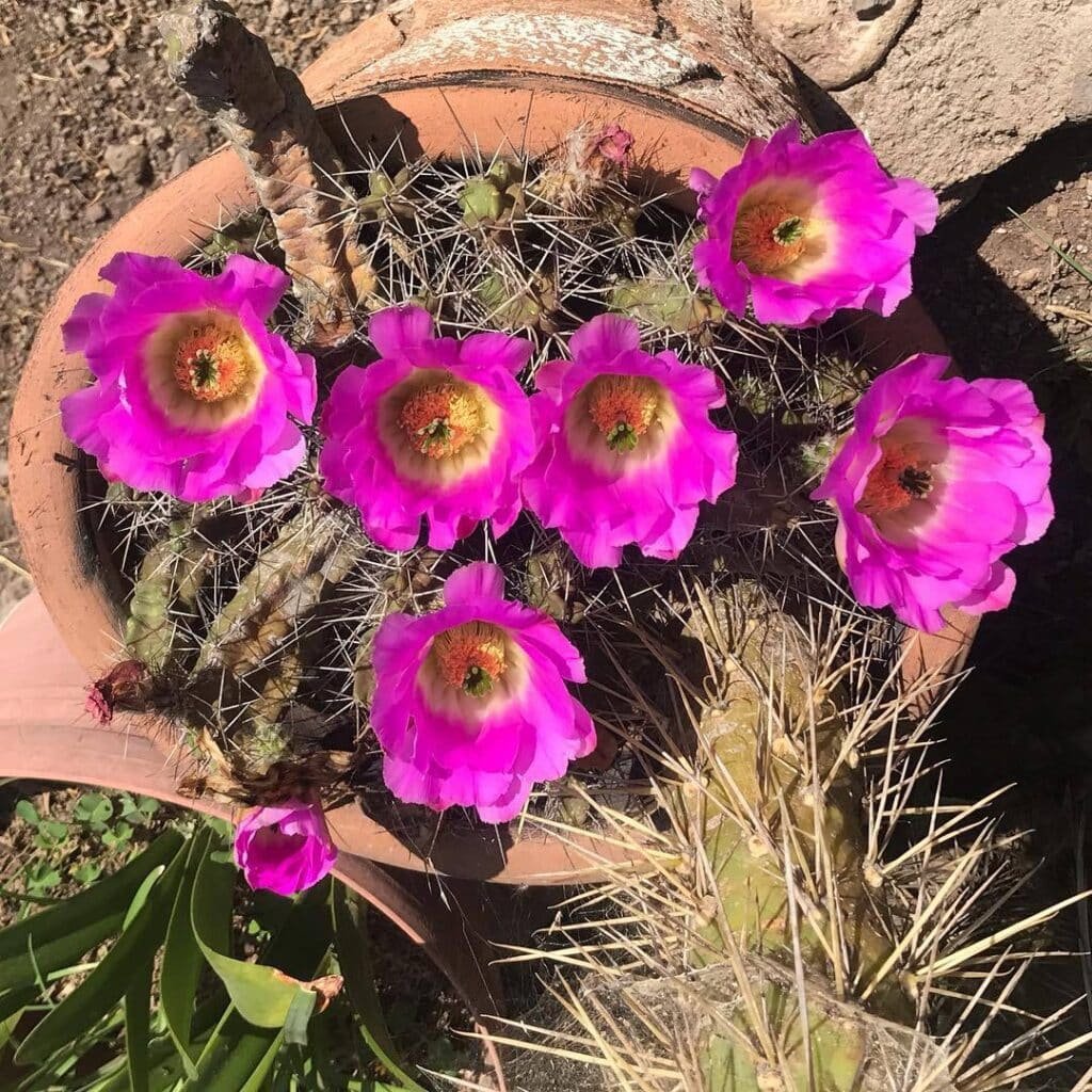 Spiky Beauties: Why Cacti Aren't Safe For Your Furry Friends