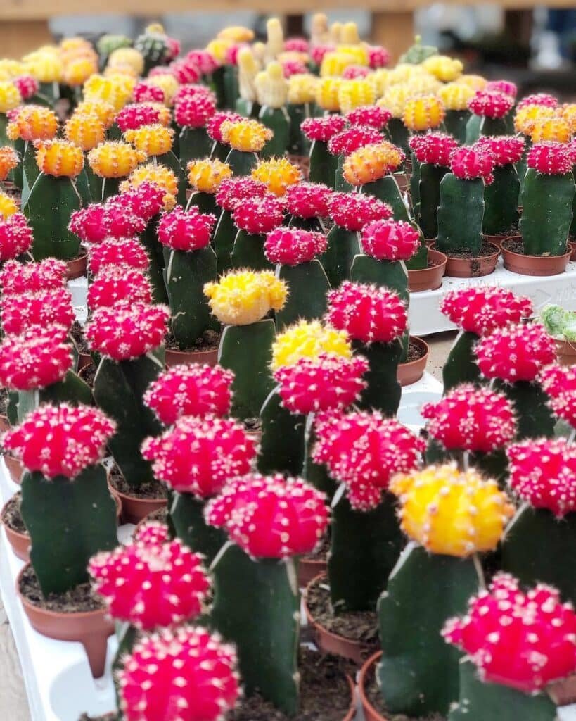 Spiky Beauties: Why Cacti Aren't Safe For Your Furry Friends