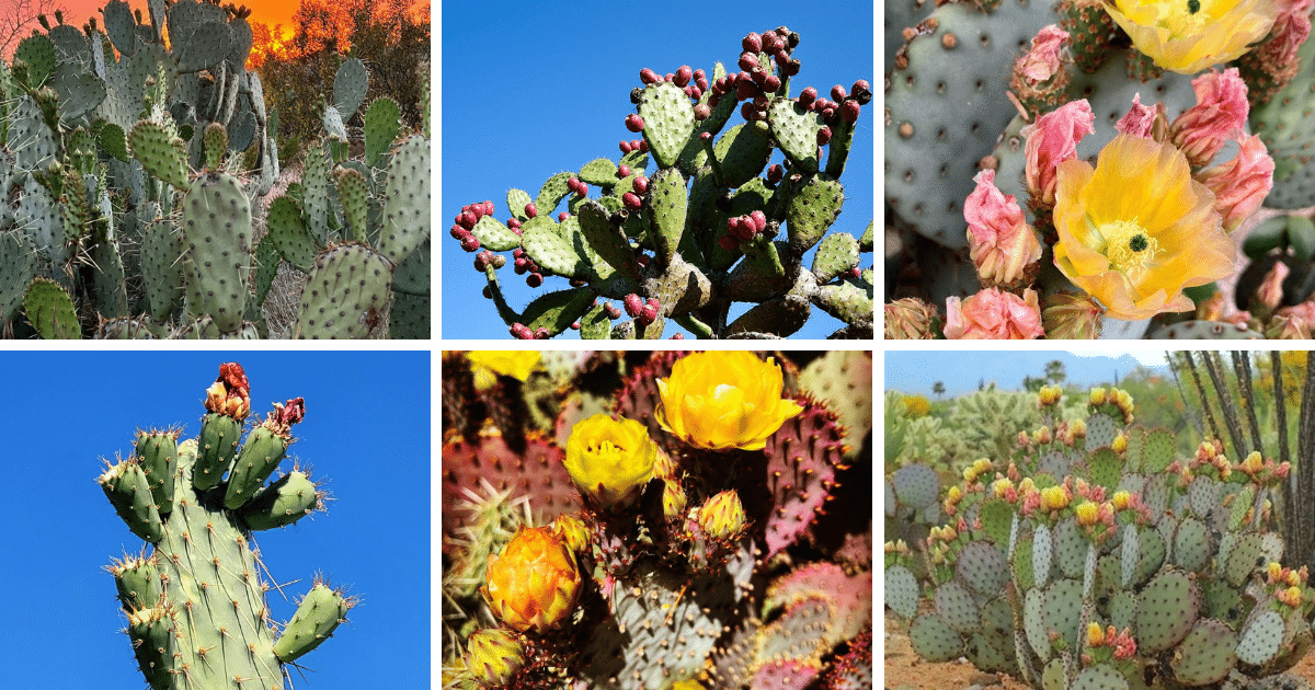 10 Most Popular Types Of Prickly Pear Pictorial Guide